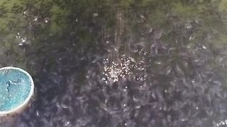 Kita gunakan ajian PURULUK agar larva lele cepat tumbuh jadi bibit lele dewasa