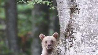 Mother Bear Caring for Her Cub