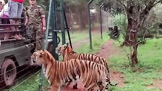 Tiger jump 2