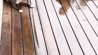 Cute baby playing with dog ????