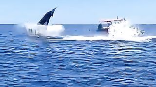 Amazing animals 8
