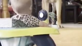 Funny baby playing with the dog