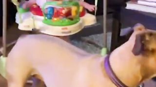 Funny baby playing with the dog 2