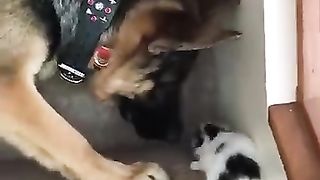 Caring dog