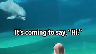 Social Dolphin