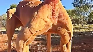 Kickboxer Roo
