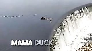 Ugly duckling