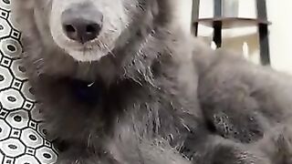 Wolfdogs