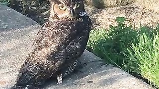 Owl vs cat
