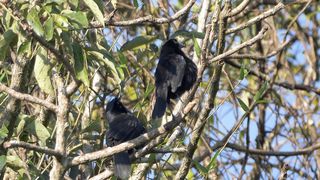 BIRD-Melodious Blackbird Singing