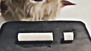 Funny clips, but kind animals Respect