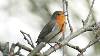 BIRD-Robin Singing UK