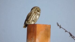 BIRD-Cucuvea, Athene noctua, Little Owl