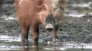 The animals kindness 2