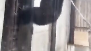 Funyclips, such a crazy monkey trying to open a door