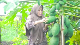 MEMETIK PEPAYA MUDA | MASAK TUMIS PEPAYA MUDA, TELUR DADAR GULUNG, PUDING PEPAYA, DAN SAMBAL TOMAT |