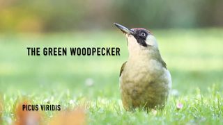 BIRD-The Green Woodpecker