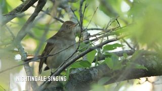 BIRD-The nightingale singing