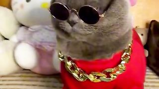 Funyclips, cute design cat