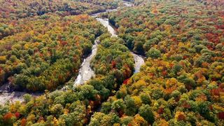 autum colorful day flying foilage forest nature New England scenic sky