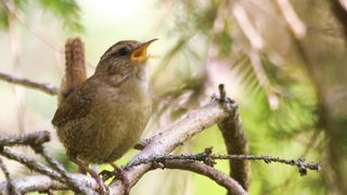 BIRD-Wren singing