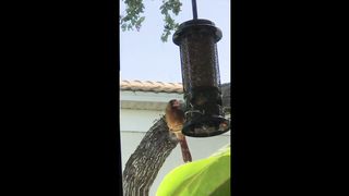 BIRD-Female Cardinal at Feeder with Bird call.