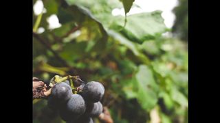 5 fruits best for joint pain