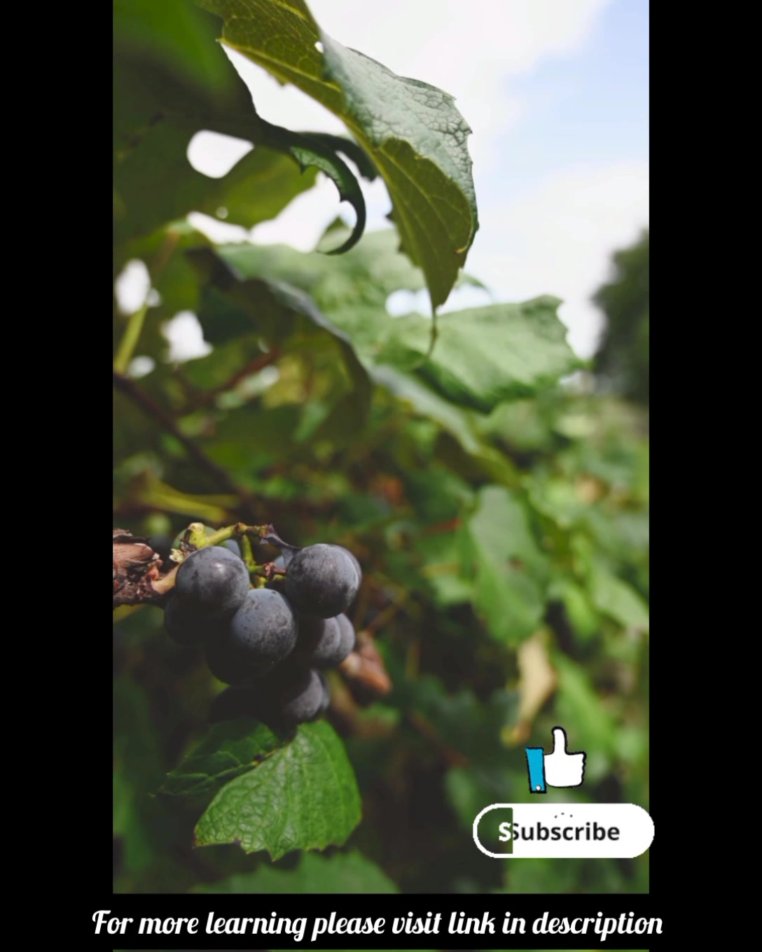5 Fruits Best For Joint Pain By Foodformood On Febspot 5-fruits-best-for-joint-pain-by-foodformood-on-febspot