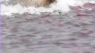 The red fish ll beautiful fish