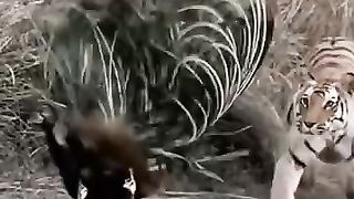 The tiger attacks