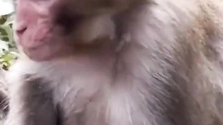 Funyclips, strong of onion hurting monkeys face