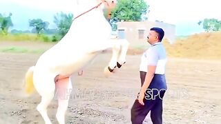 #foryou #Foryoupage #trending #tiktok #horselover #horse #500k #fyp #1M #impres.