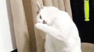 funny animal videos 9