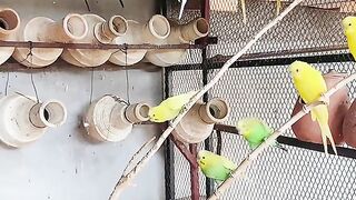 Beautiful Birds 7
