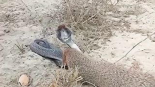 The snake and newla ll beautiful chicken ll