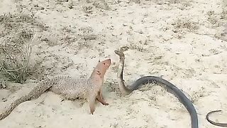 The fight is very fierce