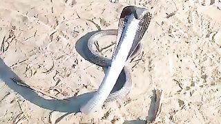 The snake is heading