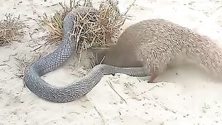 The beautiful animals
