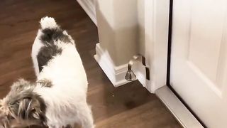Doorbell for dogs is amazing.