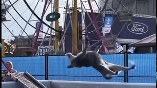 embarrassed dog