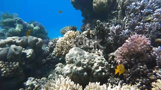 THE BEAUTIFUL VIEW OF THE SEA BOTTOM