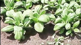 SAWI SIAP PANEN NAMUN DAUN KECIL-KECIL