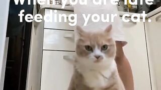 When you are late feeding your cat.