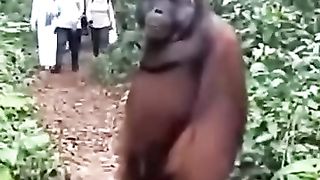 Intelligent Animals