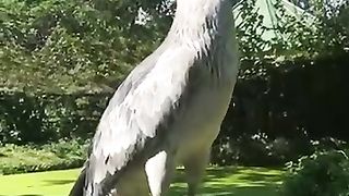 Beautiful Bird 5