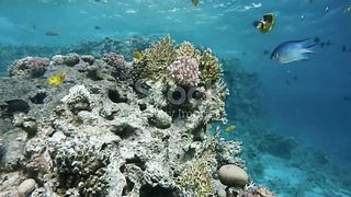 THE BEAUTY OF THE SEA