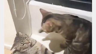 Funny Cat Viral Video 117