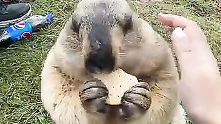 Chubby Marmot