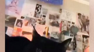 Random cat