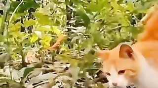 9 lives